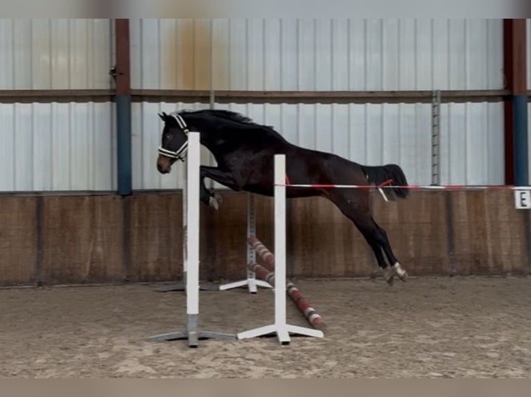 KWPN Klacz 3 lat 164 cm Ciemnogniada in Oud Gastel