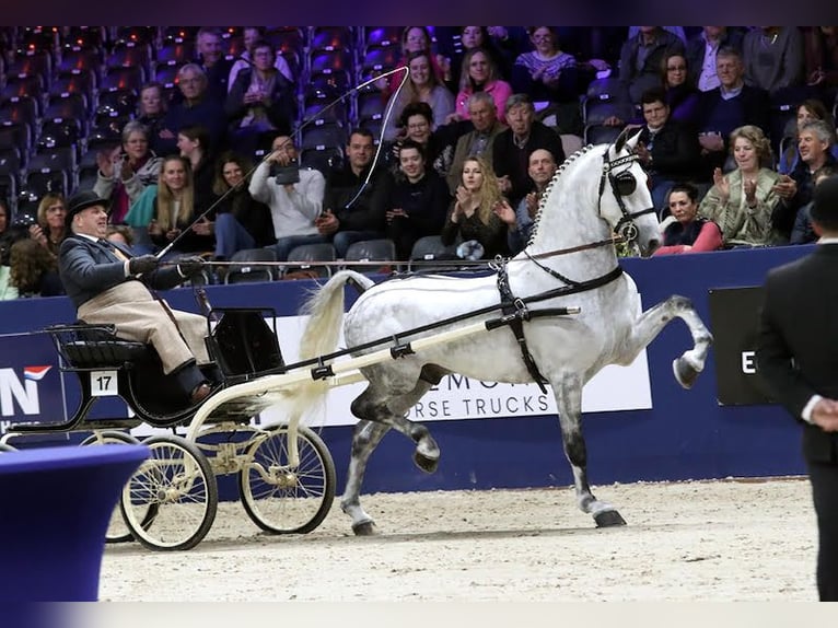 KWPN Klacz 3 lat 164 cm Gniada in Żyraków