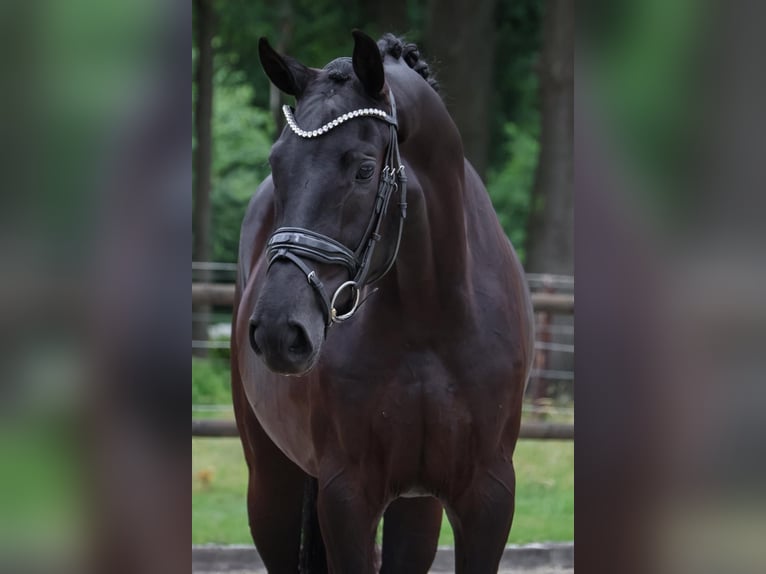KWPN Klacz 3 lat 164 cm Kara in Loon op Zand