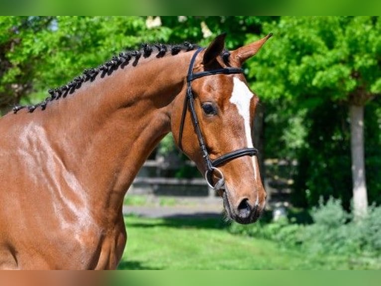 KWPN Klacz 3 lat 164 cm in Heerde