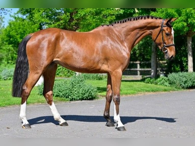KWPN Klacz 3 lat 164 cm in Heerde