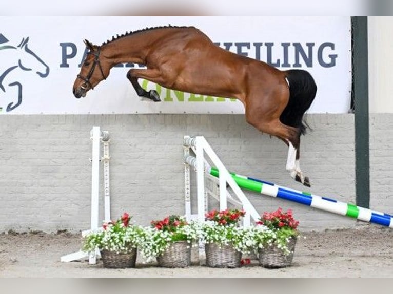 KWPN Klacz 3 lat 164 cm in Heerde