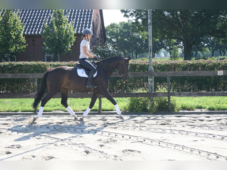 KWPN Klacz 3 lat 164 cm Skarogniada in Oploo