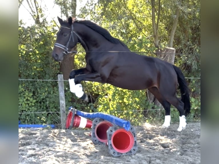 KWPN Klacz 3 lat 165 cm Ciemnogniada in Zwartewaal