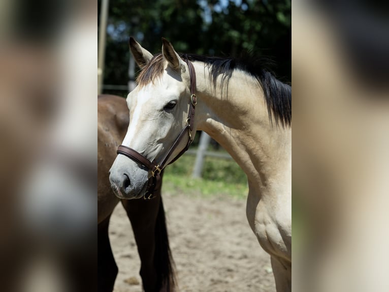 KWPN Klacz 3 lat 165 cm Jelenia in ulicoten