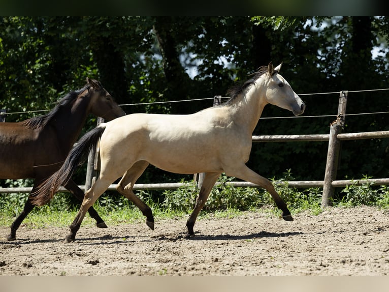 KWPN Klacz 3 lat 165 cm Jelenia in ulicoten