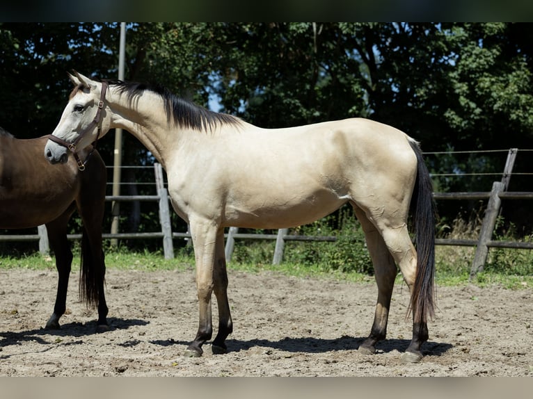 KWPN Klacz 3 lat 165 cm Jelenia in ulicoten