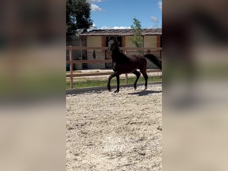 KWPN Klacz 3 lat 165 cm Kara in colmenar viejo