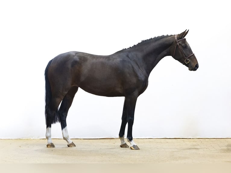 KWPN Klacz 3 lat 167 cm Ciemnogniada in Waddinxveen