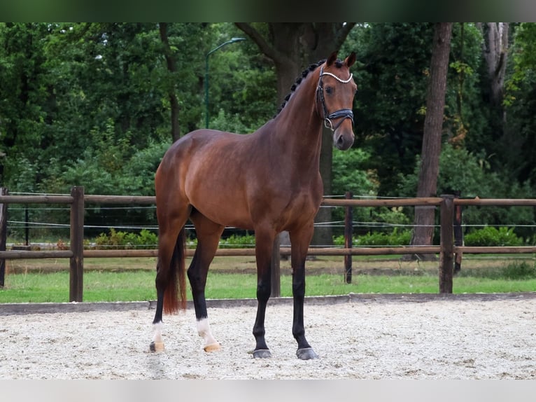 KWPN Klacz 3 lat 167 cm Ciemnogniada in Loon op Zand