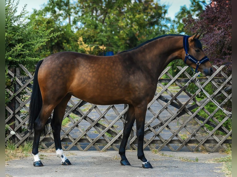 KWPN Klacz 3 lat 167 cm Gniada in Békéscharba