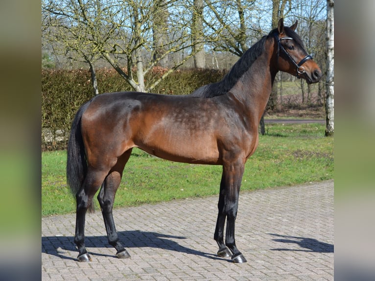 KWPN Klacz 3 lat 167 cm Gniada in Diever