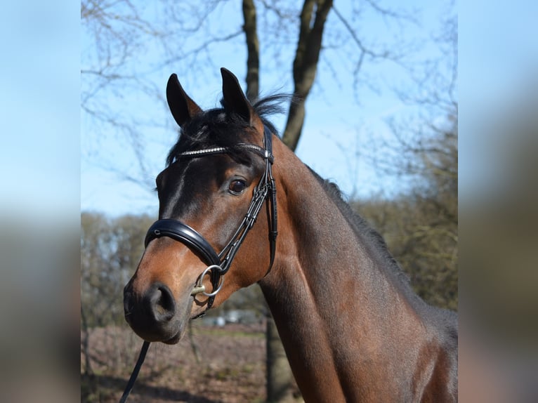 KWPN Klacz 3 lat 167 cm Gniada in Diever
