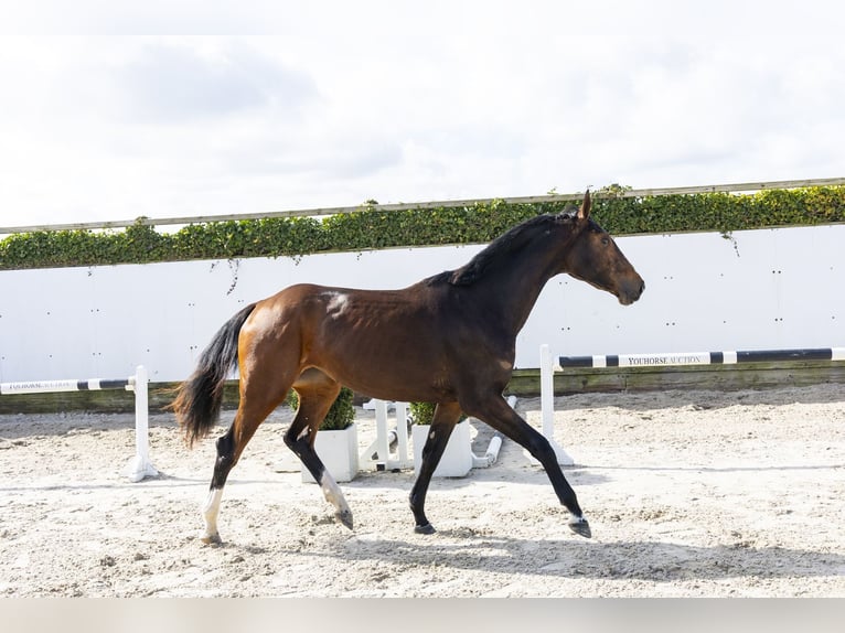 KWPN Klacz 3 lat 167 cm  in Waddinxveen