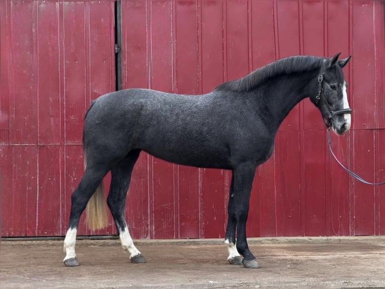 KWPN Klacz 3 lat 167 cm Stalowosiwy in Loipersbach im Burgenland