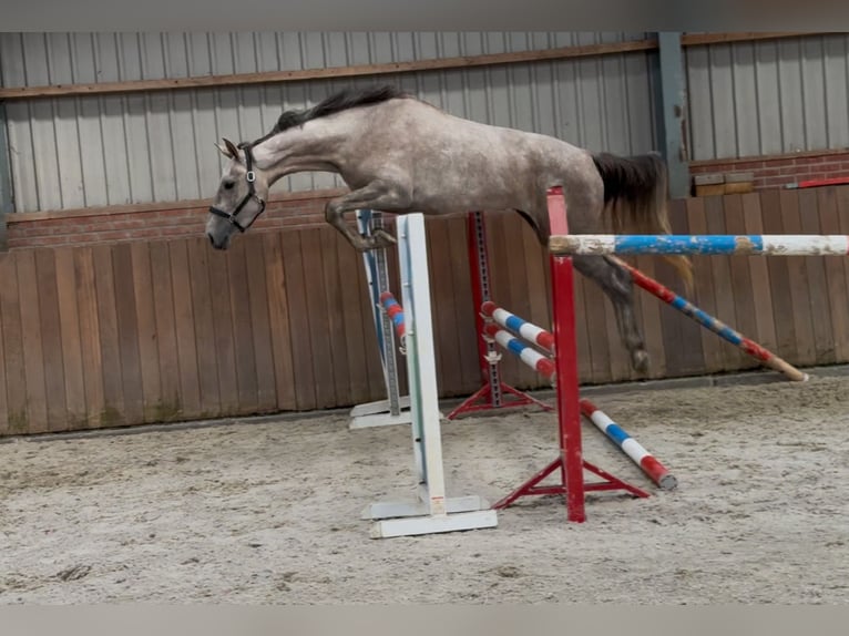 KWPN Klacz 3 lat 168 cm Biała in Zieuwent