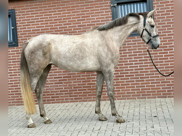 KWPN Klacz 3 lat 168 cm Biała in Zieuwent