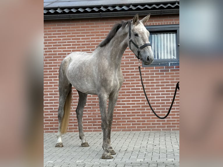 KWPN Klacz 3 lat 168 cm Biała in Zieuwent