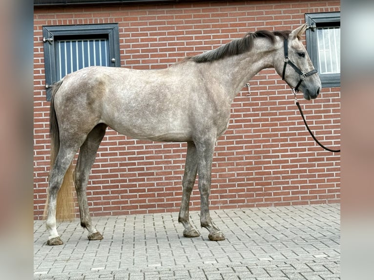 KWPN Klacz 3 lat 168 cm Biała in Zieuwent
