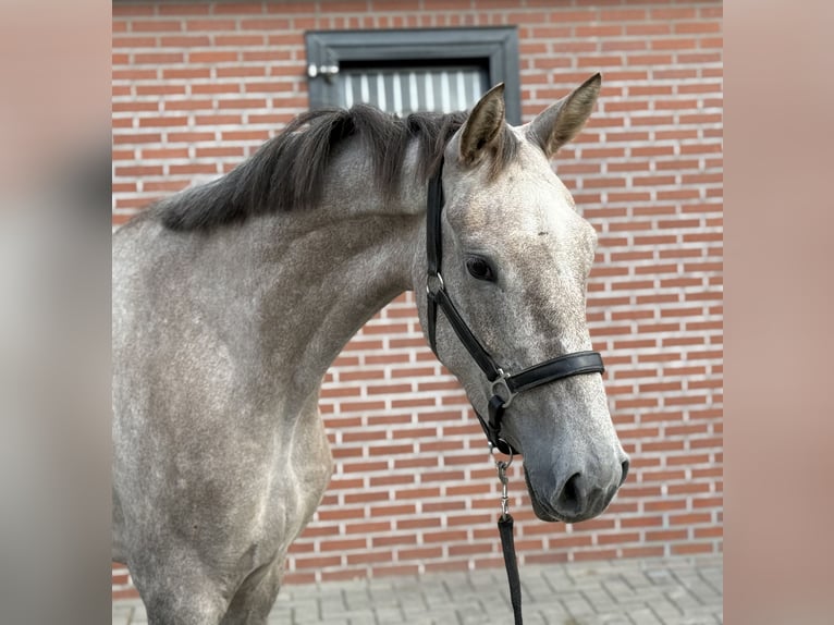 KWPN Klacz 3 lat 168 cm Biała in Zieuwent