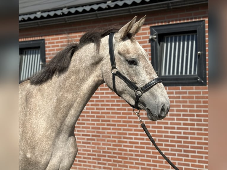 KWPN Klacz 3 lat 168 cm Biała in Zieuwent