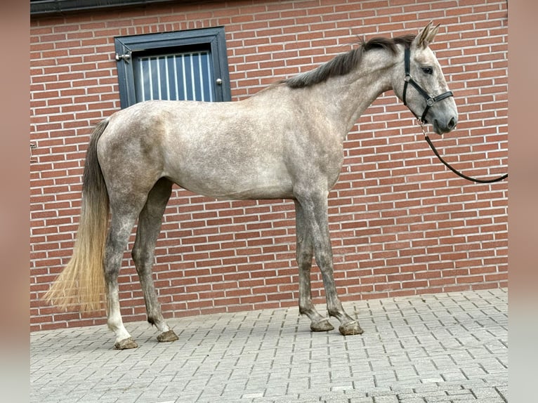 KWPN Klacz 3 lat 168 cm Biała in Zieuwent