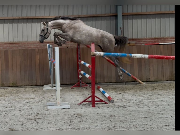 KWPN Klacz 3 lat 168 cm Biała in Zieuwent