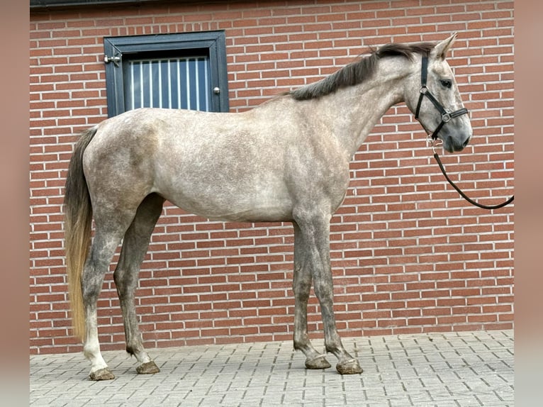 KWPN Klacz 3 lat 168 cm Biała in Zieuwent
