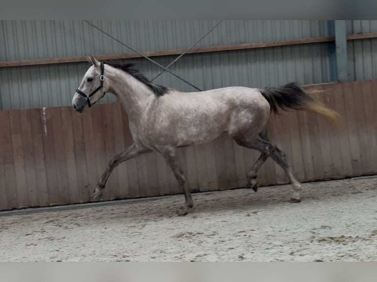 KWPN Klacz 3 lat 168 cm Biała in Zieuwent