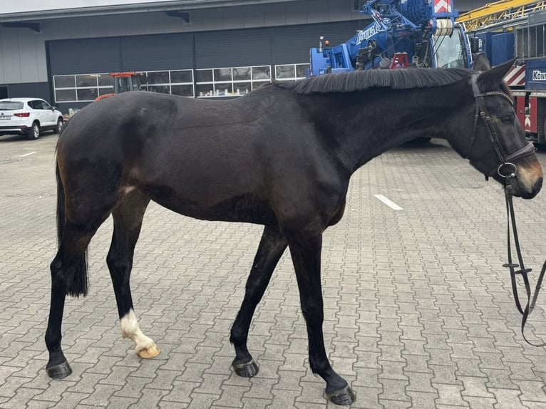 KWPN Klacz 3 lat 168 cm Ciemnogniada in Stadtlohn