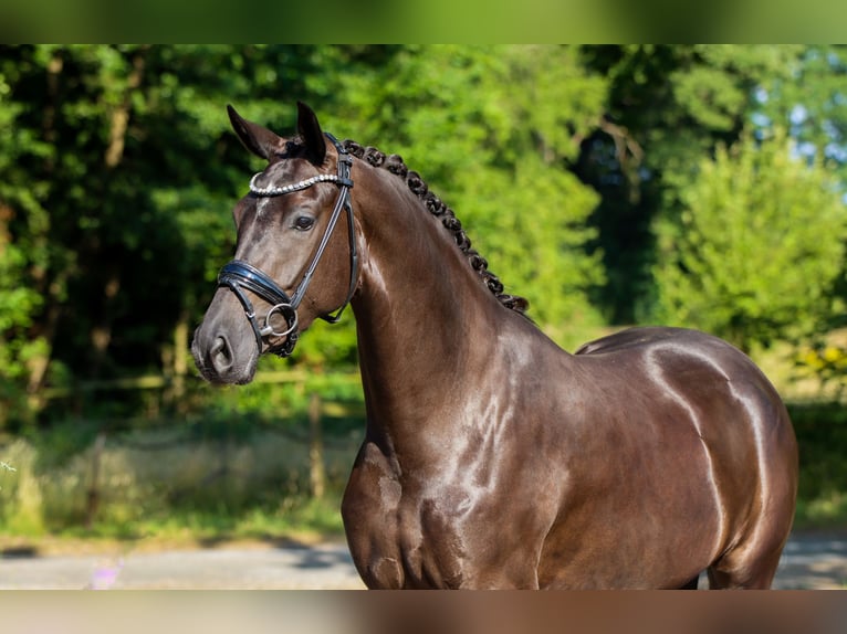 KWPN Klacz 3 lat 168 cm Kara in Lienen