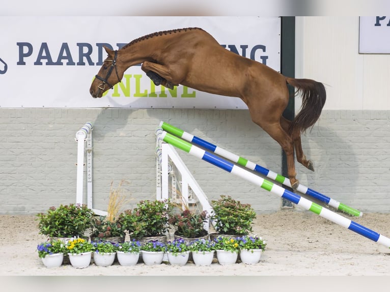 KWPN Klacz 3 lat 168 cm Kasztanowata in Heerde