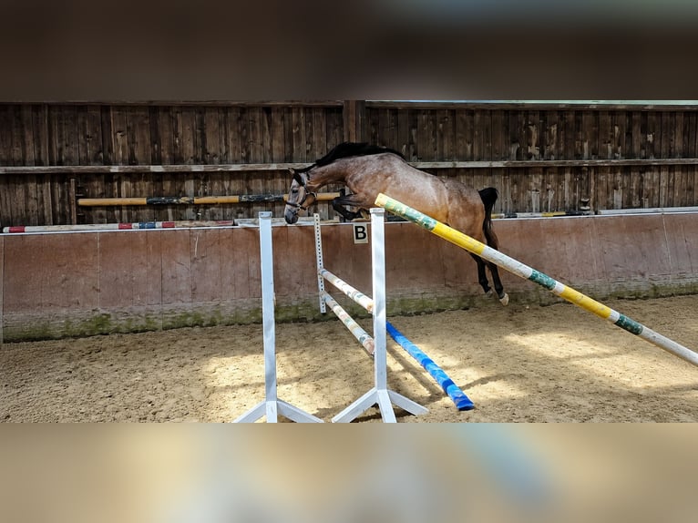 KWPN Klacz 3 lat 168 cm Kasztanowatodereszowata in Königsbach-Stein