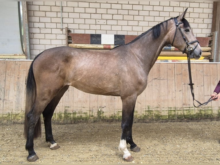KWPN Klacz 3 lat 168 cm Kasztanowatodereszowata in Königsbach-Stein