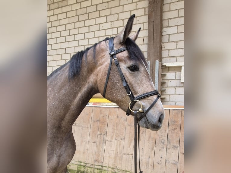 KWPN Klacz 3 lat 168 cm Kasztanowatodereszowata in Königsbach-Stein