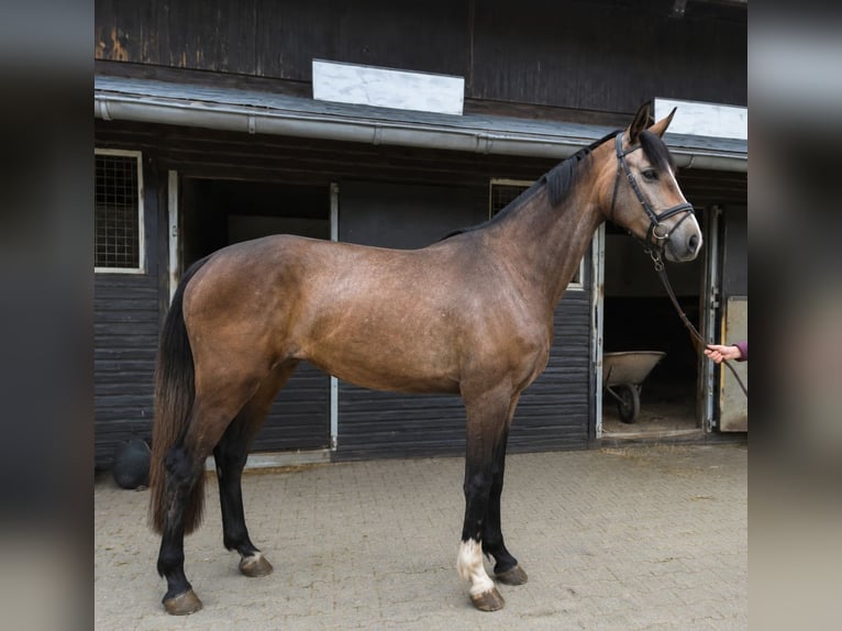 KWPN Klacz 3 lat 168 cm Kasztanowatodereszowata in Königsbach-Stein