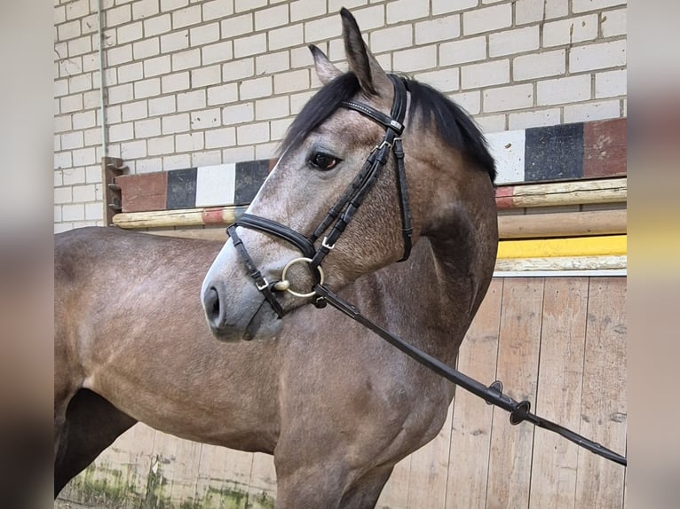 KWPN Klacz 3 lat 168 cm Kasztanowatodereszowata in Königsbach-Stein