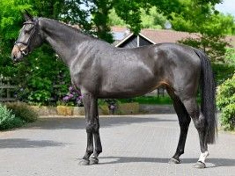 KWPN Klacz 3 lat 168 cm in Heerde