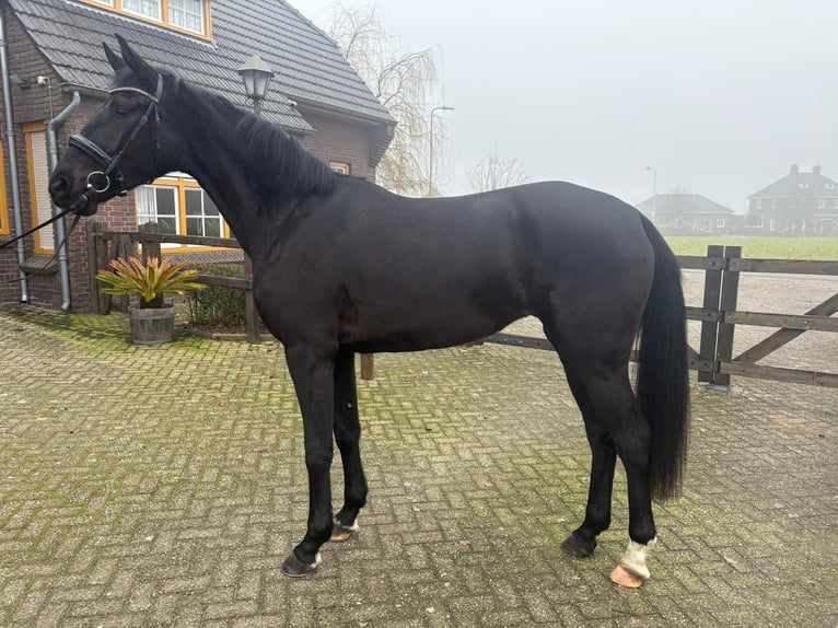 KWPN Klacz 3 lat 169 cm Kara in Someren