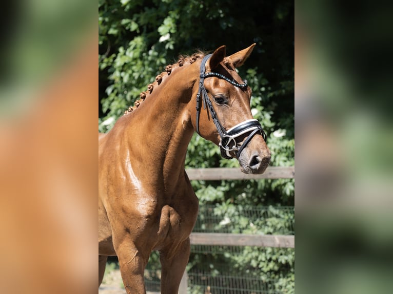 KWPN Klacz 3 lat 169 cm Kasztanowata in Oosterhout