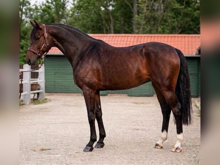 KWPN Klacz 3 lat 170 cm Gniada in Murska Soboda