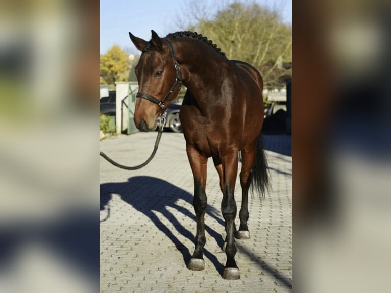 KWPN Klacz 3 lat 170 cm Gniada in Murska Soboda