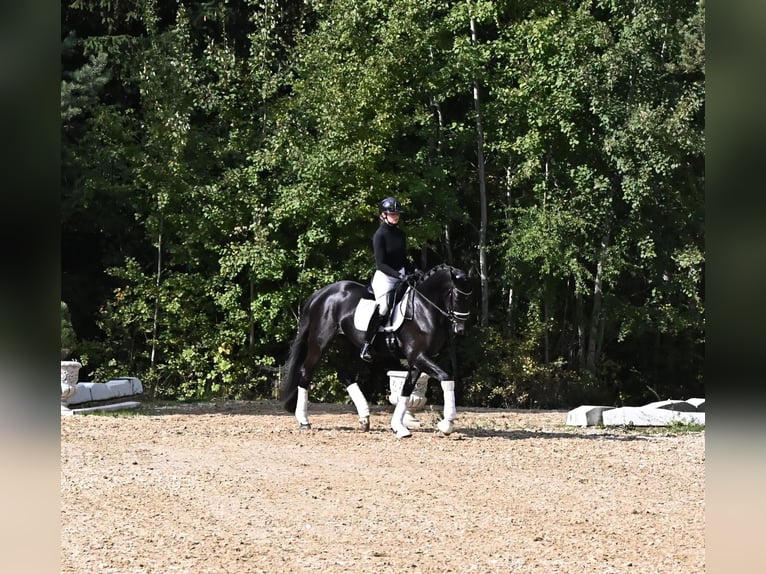 KWPN Klacz 3 lat 170 cm Kara in Czech