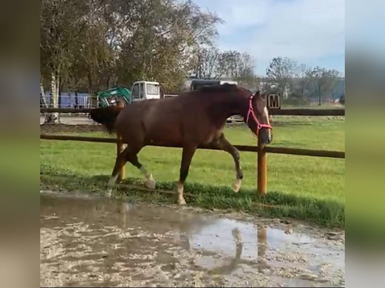 KWPN Klacz 3 lat 170 cm Kasztanowata in Oirschot