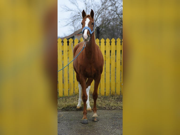 KWPN Klacz 3 lat 171 cm Kasztanowata in Debrecen