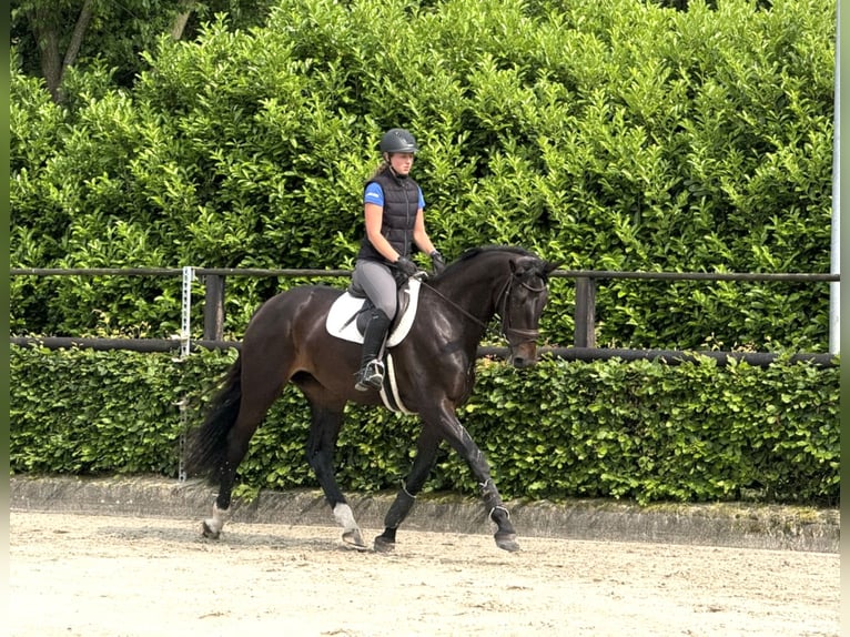 KWPN Klacz 3 lat 172 cm Ciemnogniada in de Wijk