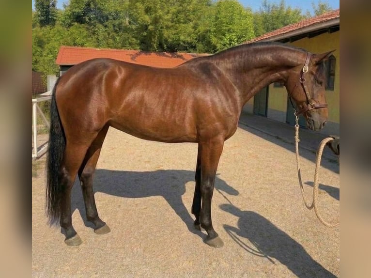 KWPN Klacz 3 lat 172 cm Gniada in Murska Soboda