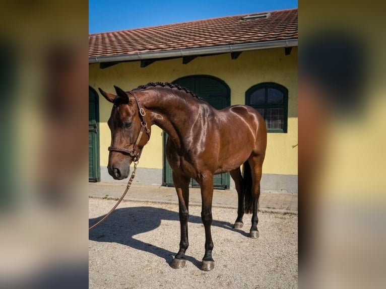 KWPN Klacz 3 lat 172 cm Gniada in Murska Soboda