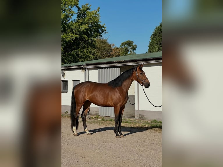 KWPN Klacz 3 lat 172 cm Gniada in Susteren