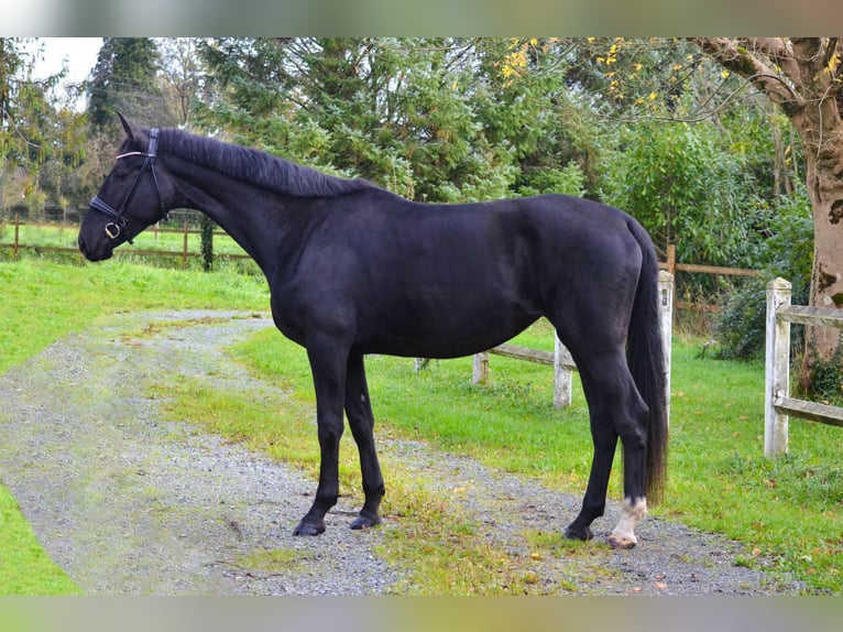 KWPN Klacz 3 lat 172 cm Kara in Marigny le Lozon